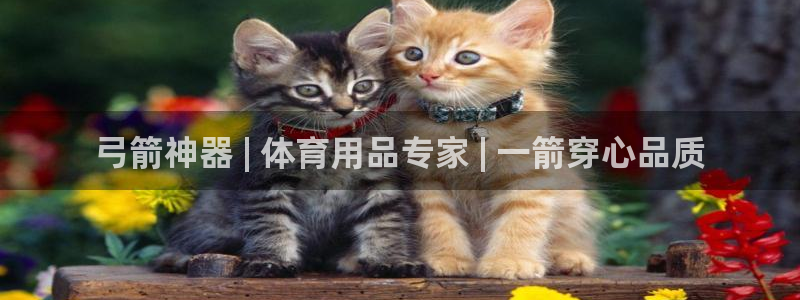 欧陆娱乐能赚钱吗现在：弓箭神器 | 体育用品专家 |